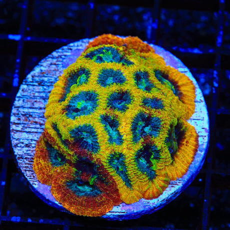 JF Yellow Submarine Favia Colony Coral