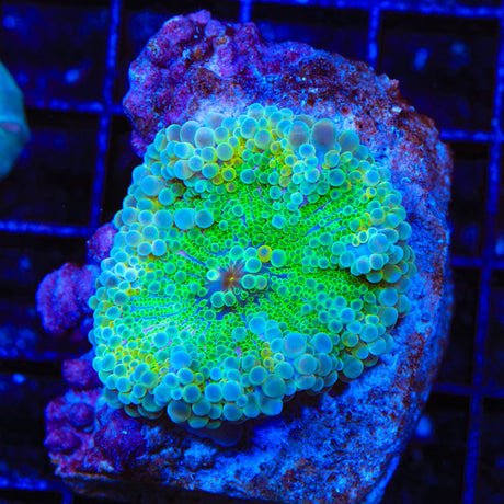 Ultra Yuma Coral