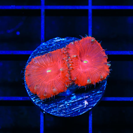 Strawberry Blastomussa Coral