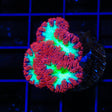 Cherrymelon Blastomussa Coral