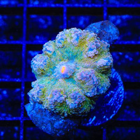 Rainbow Yuma Coral