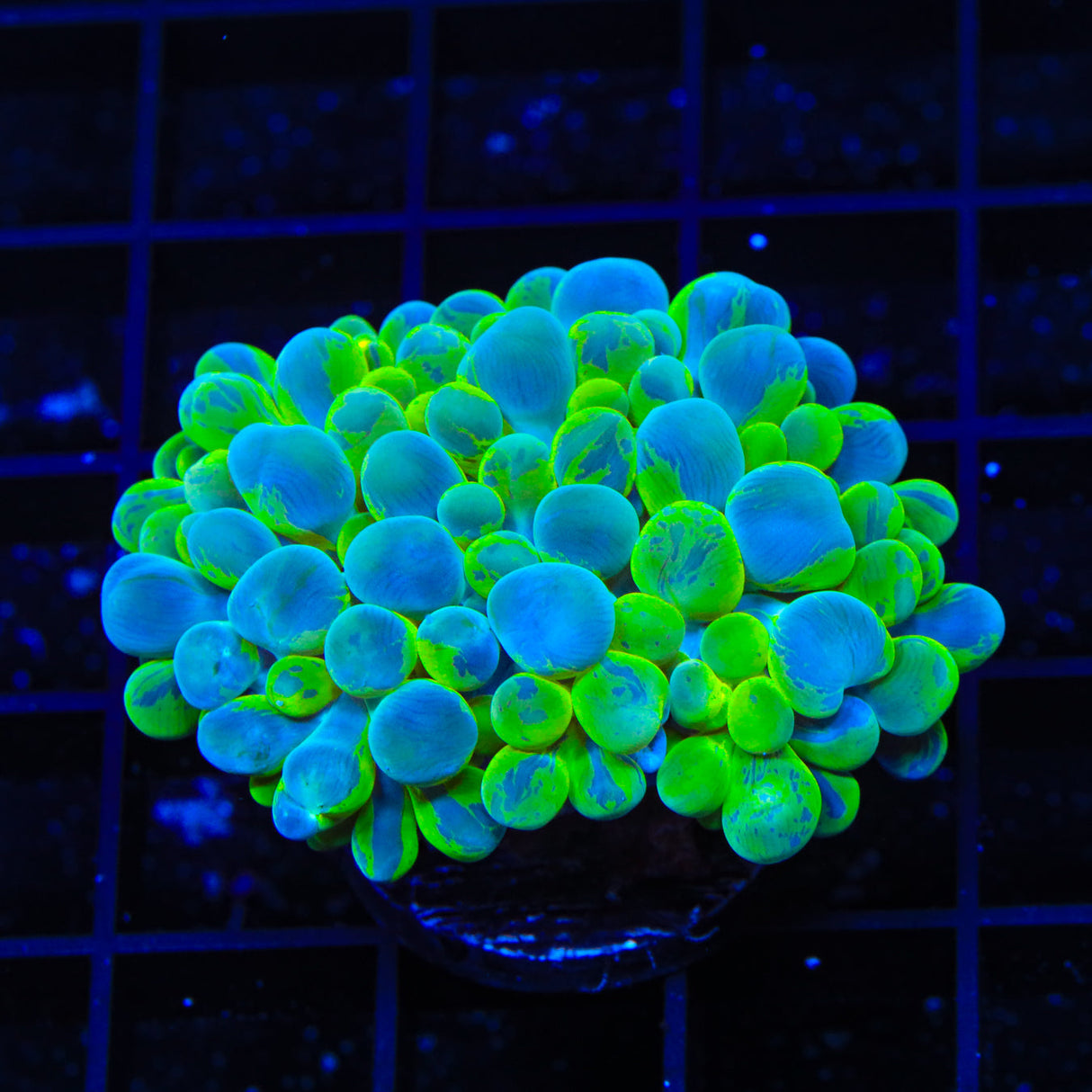TSA Color Burst Blastomussa Coral