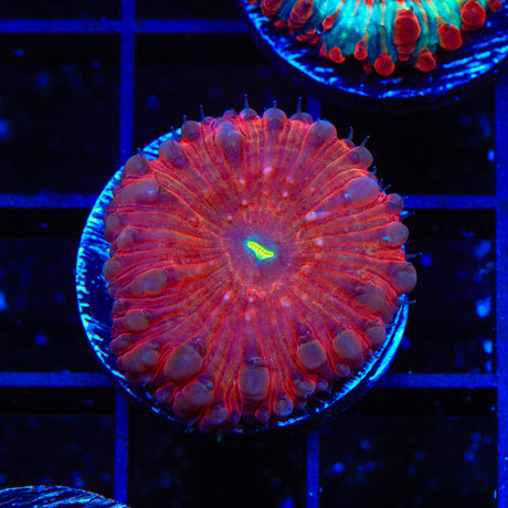 Strawberry Blastomussa Coral