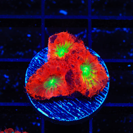 ORA Splatter Pearl Bubble Coral