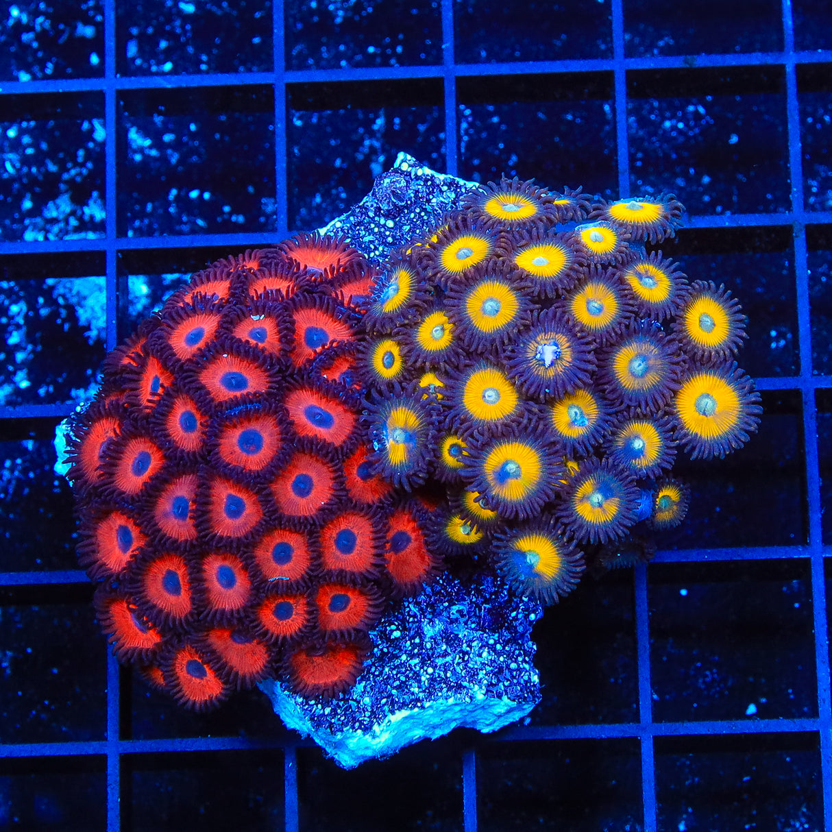 Kedds Red and Vulcan Blood Combo Zoanthids Coral