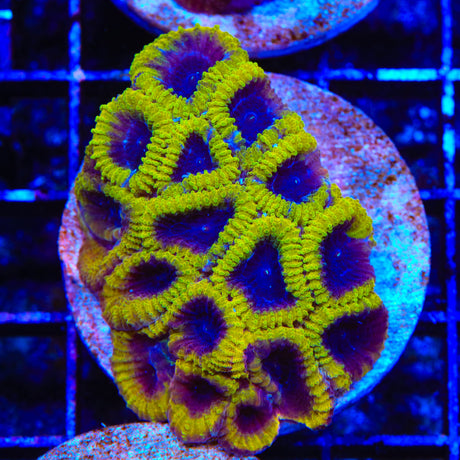 TSA Wolverine Favia Colony Coral