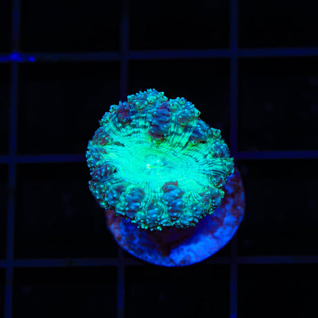 Blue Raspberry Blastomussa Coral