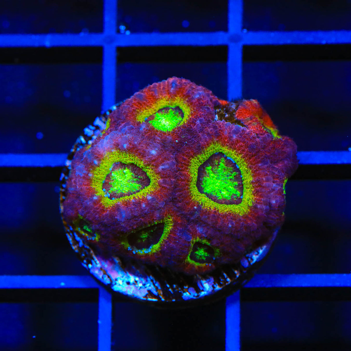 Rainbow Micromussa Coral