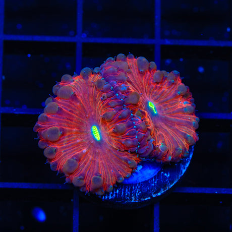 Tyree Bubblegum Monster Chalice Coral