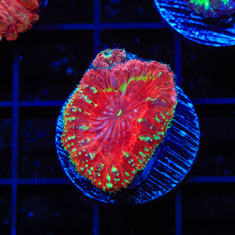 TSA Color Burst Blastomussa Coral