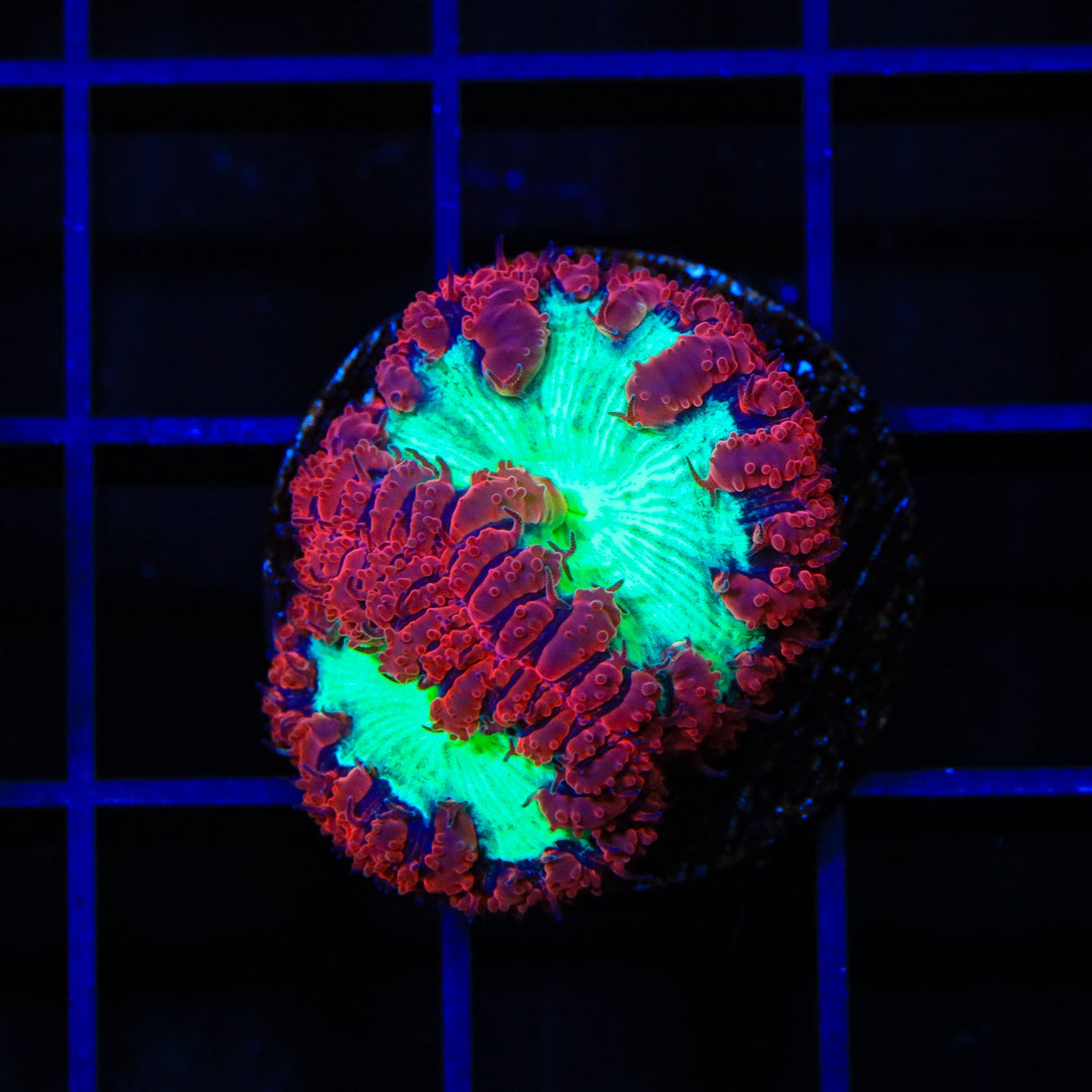 Cherrymelon Blastomussa Coral