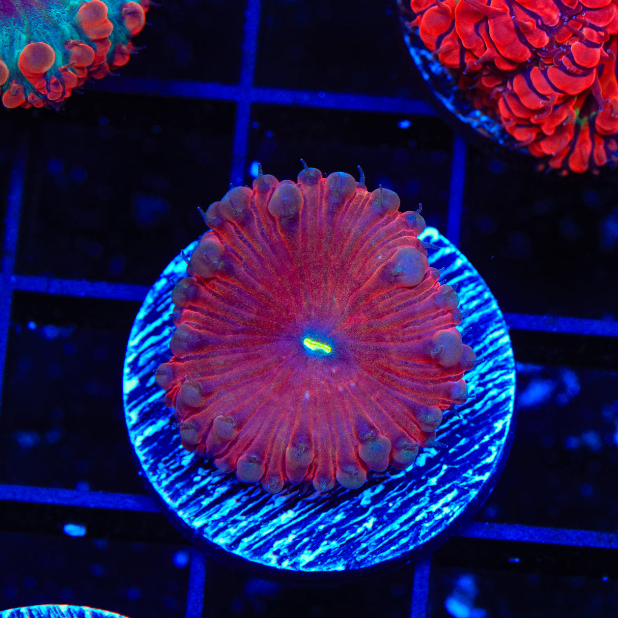 Ultra Blastomussa Coral