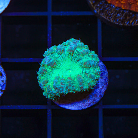 Blue Raspberry Blastomussa Coral