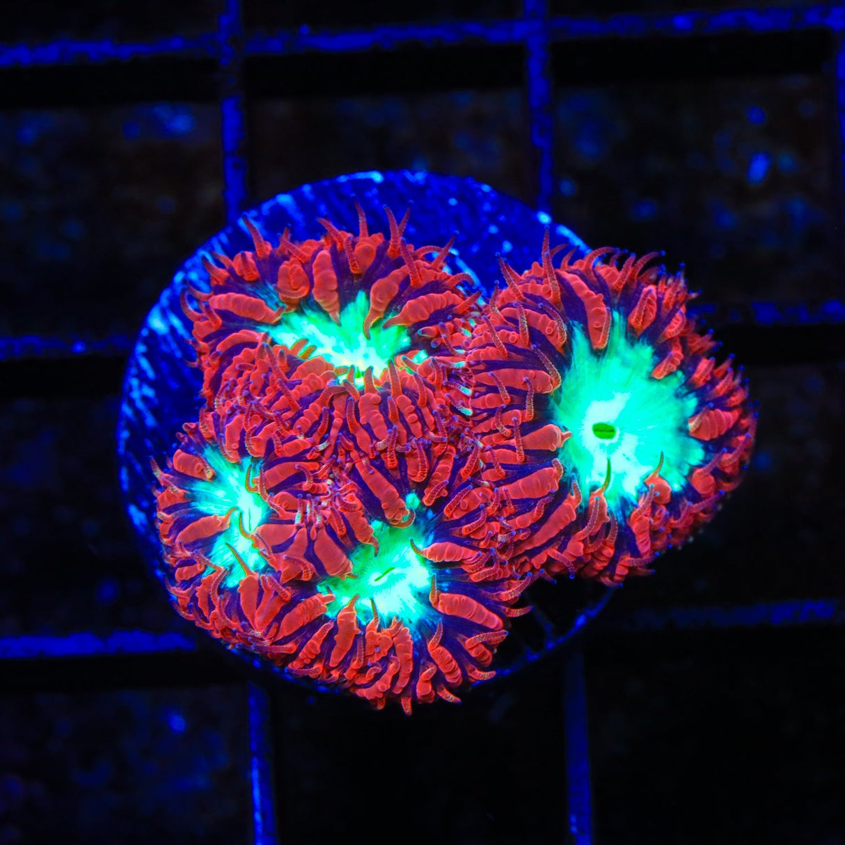 Cherrymelon Blastomussa Coral