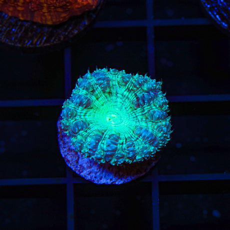 TSA Pumpkinhead Persian Rug Mushroom Coral