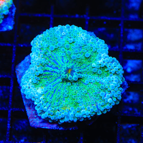 Ultra Yuma Coral