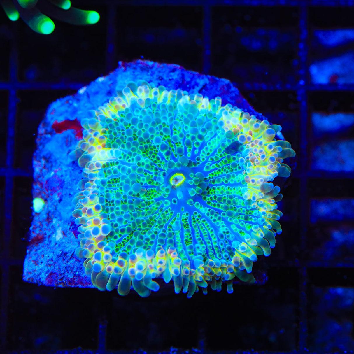 Rainbow Yuma Coral