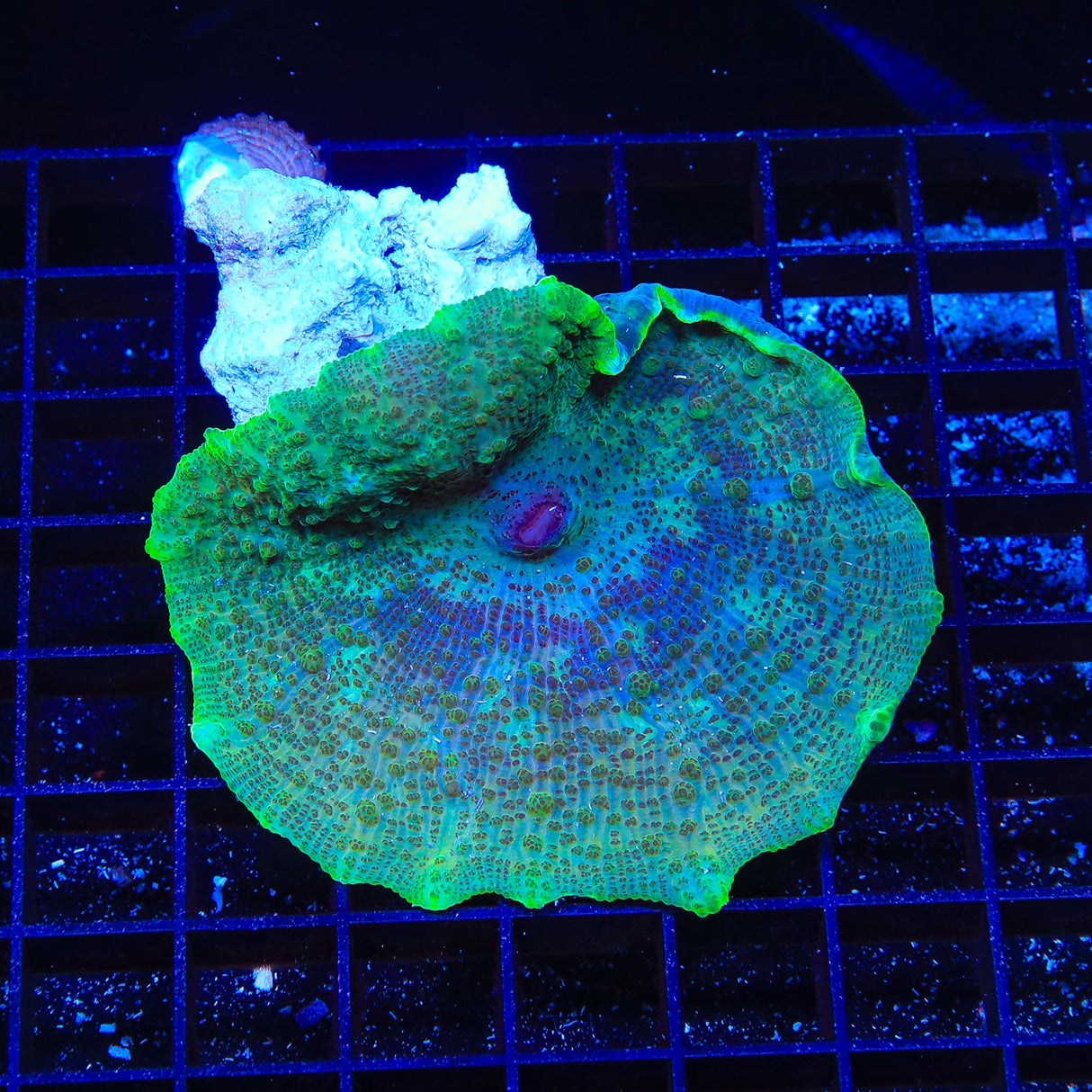 Green Large Umbrella Mushroom Coral