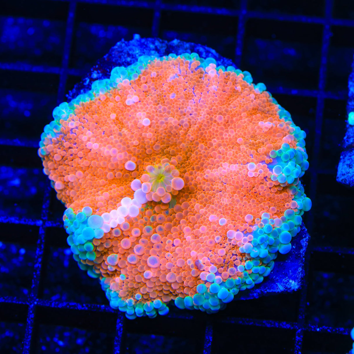 Rainbow Yuma Coral