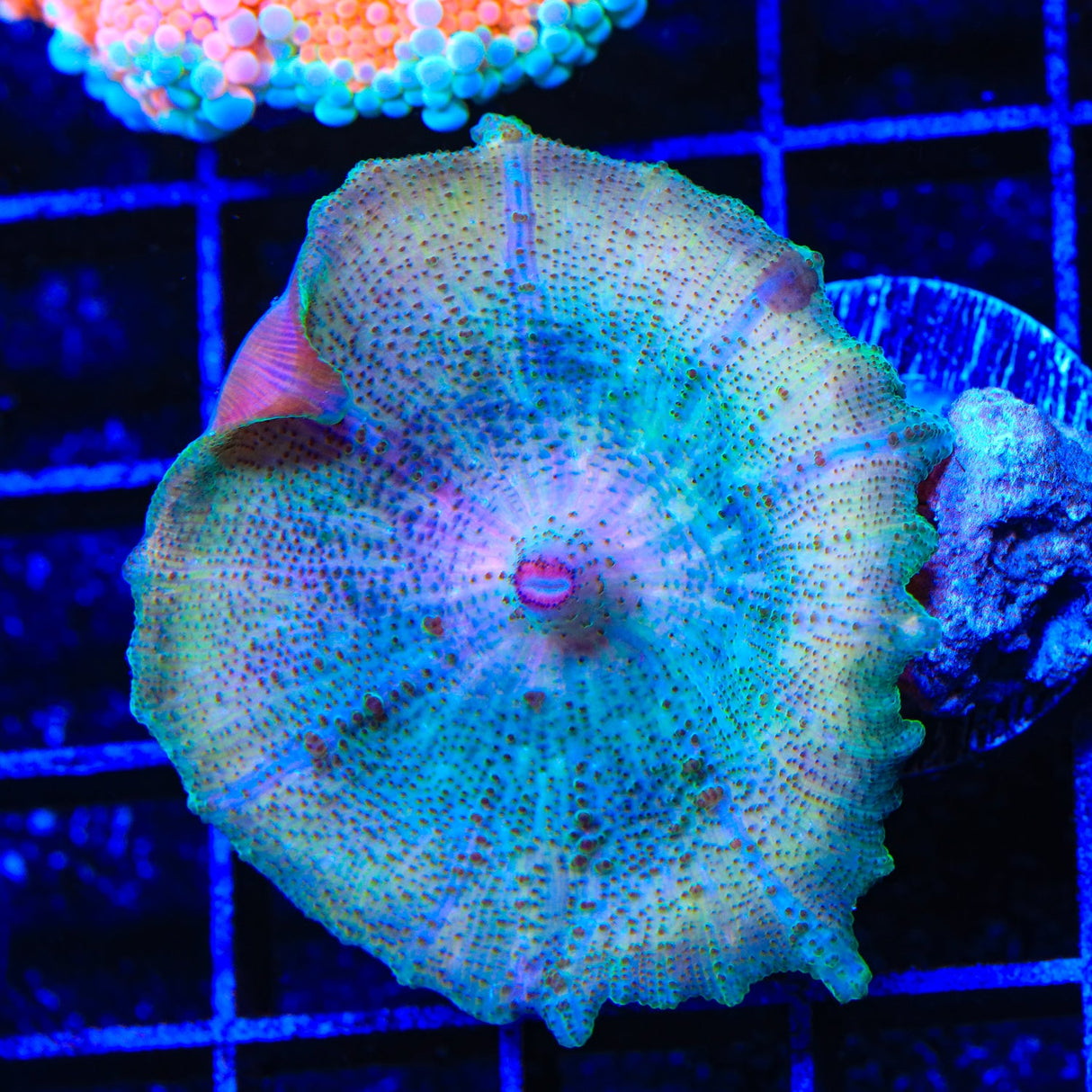 Rainbow Mushroom Coral