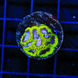 TSA Lunar Favia Coral