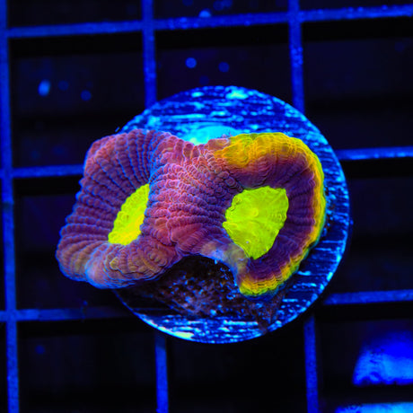 Dragon Soul Favia Coral