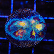 Rainbow Favia Coral