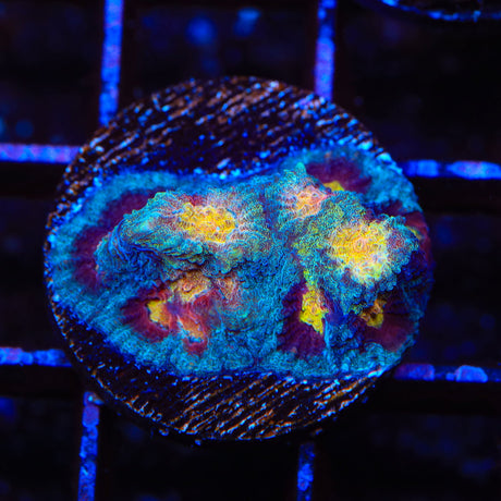 Rainbow Favia Coral