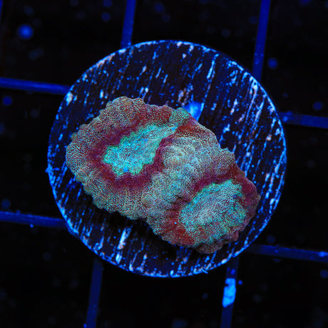 TSA Frosted Chili Favia Coral