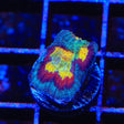 Rainbow Favia Coral