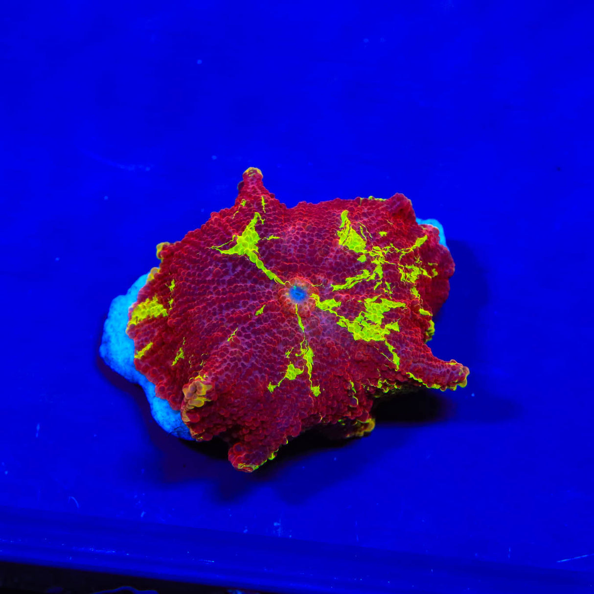 Reverse Jawbreaker Mushroom Coral - Top Shelf Aquatics