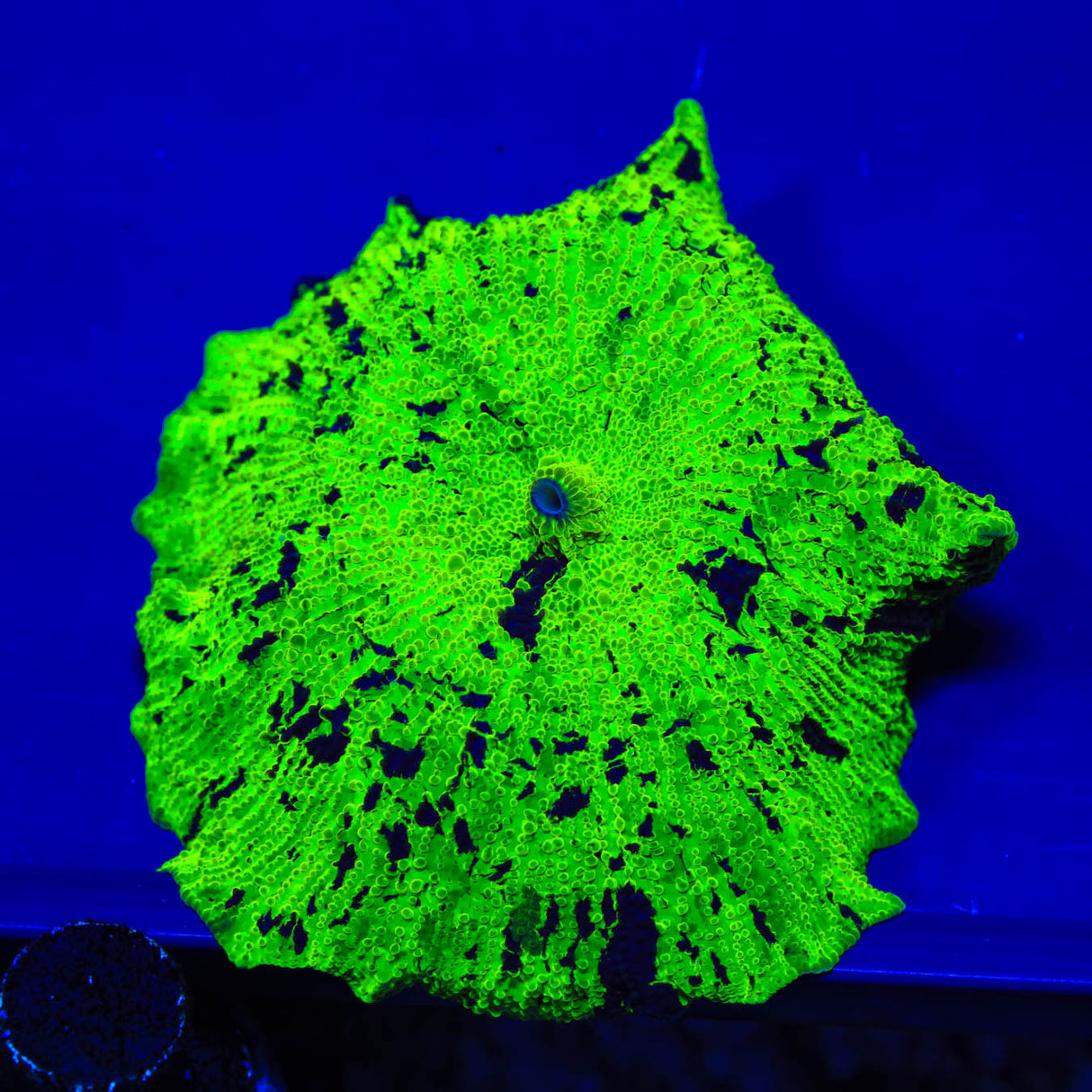 Kryptonite Jawbreaker Mushroom Coral - Top Shelf Aquatics