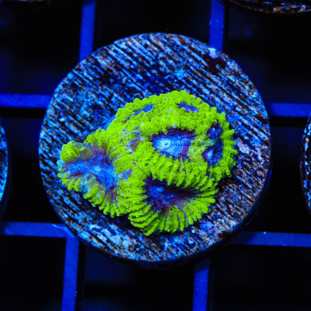 TSA Lunar Favia Coral - Top Shelf Aquatics