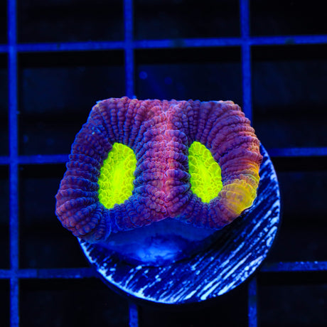 Rainbow Soul Favia Coral