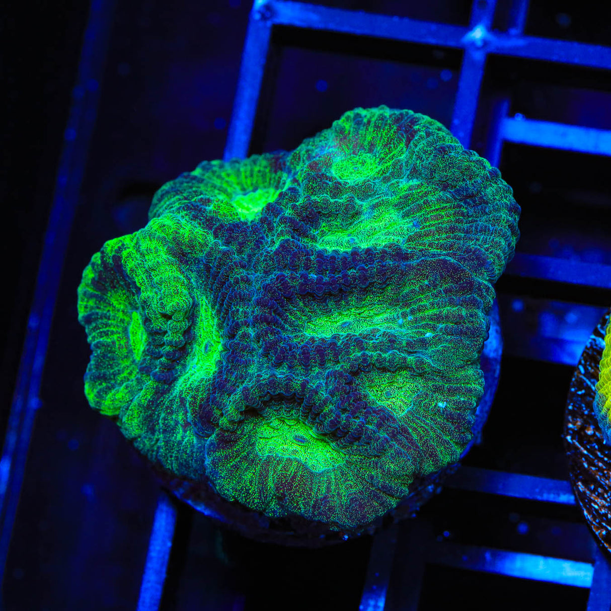 TSA Mean Green Favia Coral - Top Shelf Aquatics