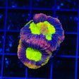 TSA Hologram Hammer Coral