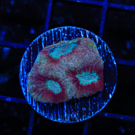TSA Frosted Chili Favia Coral