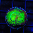 TSA Irish Favia Coral