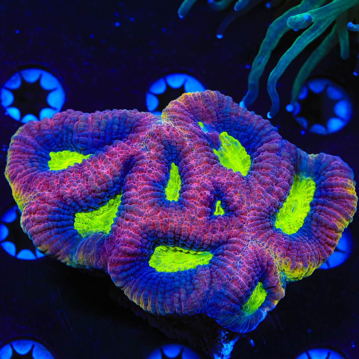 Dragon Soul Favia Colony Coral - Top Shelf Aquatics