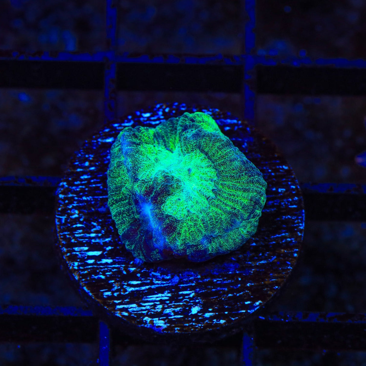 TSA Irish Favia Coral