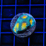 CB Angel Eye Favia Coral