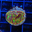 TSA Texas Tornado Favia Coral