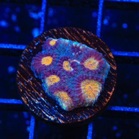 Rainbow Fire Favia Coral