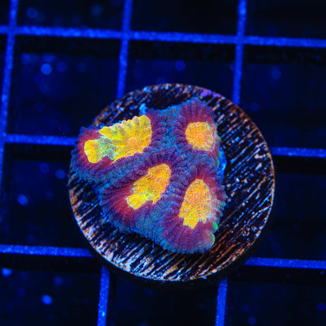 Rainbow Fire Favia Coral