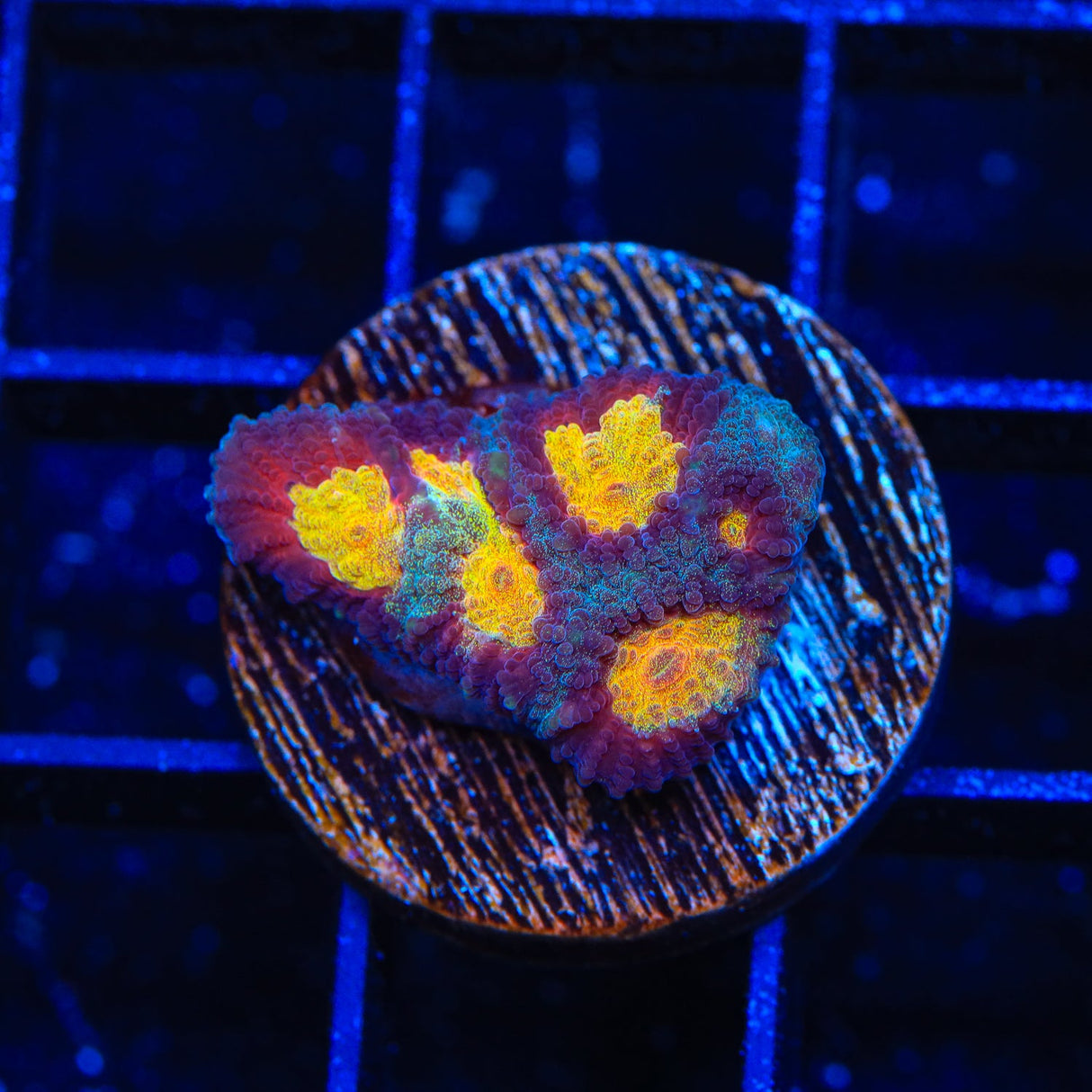 Rainbow Fire Favia Coral