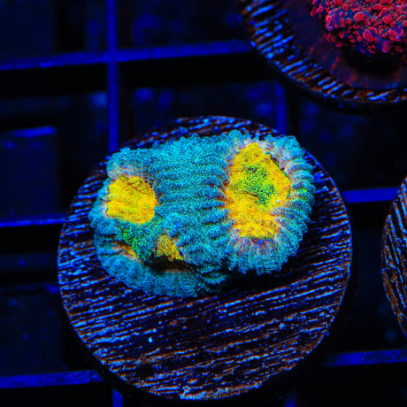 CB Angel Eye Favia Coral