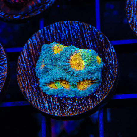 CB Angel Eye Favia Coral