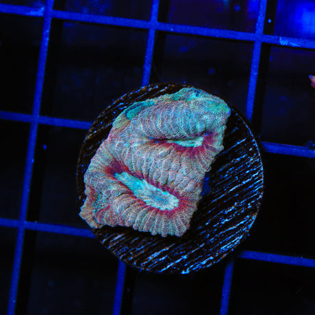 TSA Lunar Favia Coral