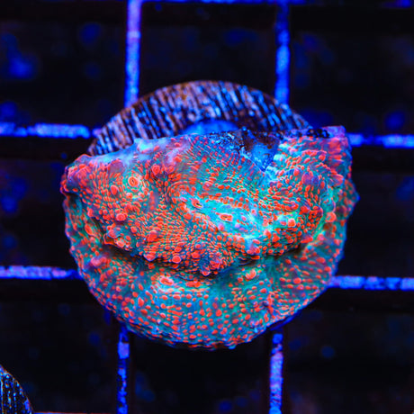 Cherry Garcia Chalice Coral