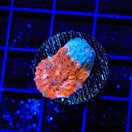 TSA Cosmic Rain Chalice Coral